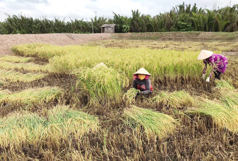 Nông dân Thạnh Phú thu hoạch lúa sạch.