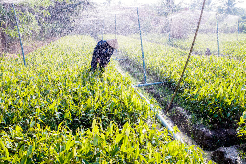 Sản xuất cây giống và hoa kiểng tăng nhanh về số lượng và diện tích. Ảnh: Nguyễn Dừa