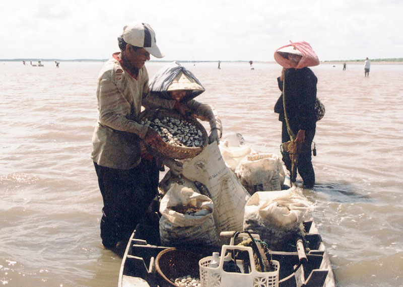 Xuất hiện nghêu chết tại Ba Tri (ảnh minh họa)
