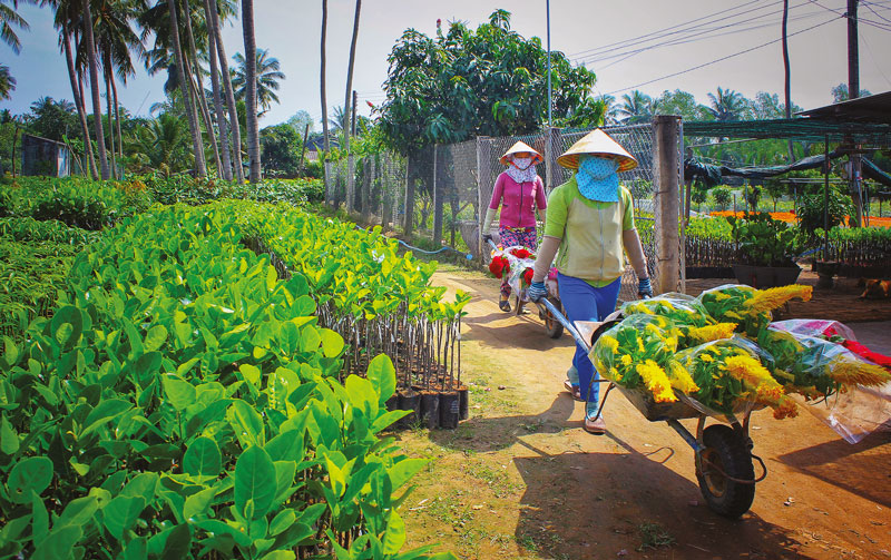 Vận chuyển cây giống. Ảnh: Nhất Linh