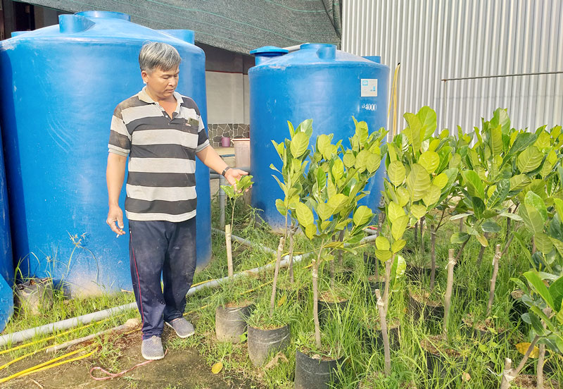Ông Nguyễn Văn Thành (xã Long Thới) trang bị các thùng phuy chứa nước ngọt để tưới cây giống.