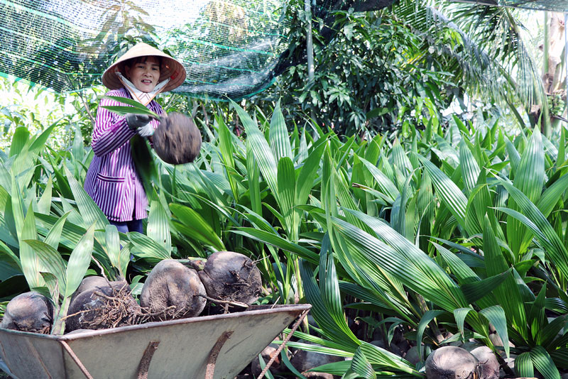 Sản xuất cây giống cần sự chia sẻ cây đầu dòng.