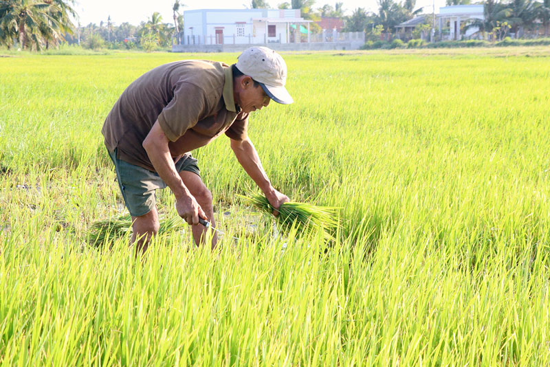 Nông dân cắt lúa non cho dê ăn do ảnh hưởng của mặn xâm nhập nội đồng.