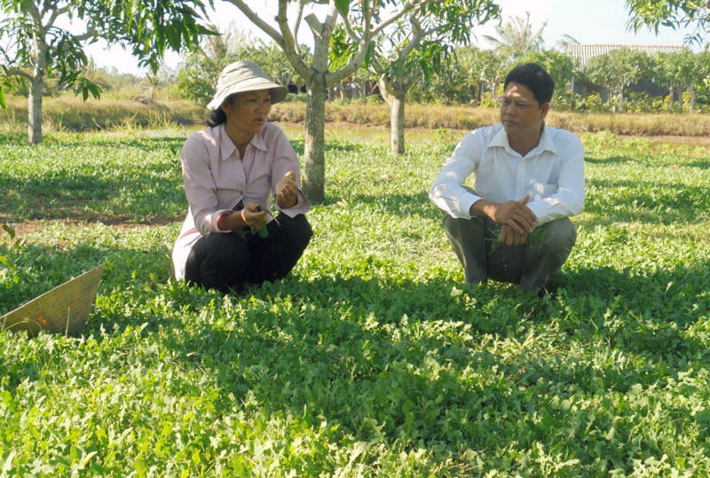 Liên kết để phát triển cây sâm biển Bà Mai cắt sâm để bán cho khách.