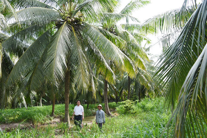 Vườn dừa hữu cơ của ông Phạm Văn Bảy ở xã Phú Vang, huyện Bình Đại.  Ảnh: Thanh Đồng