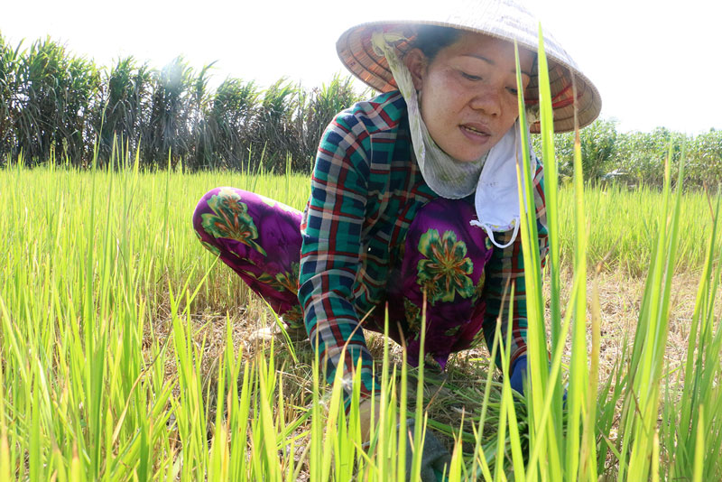 Chị Đoàn Thị Kim Thoa, xã Bình Thành, huyện Giồng Trôm cắt lúa cho bò ăn. Ảnh: Viết Duyên