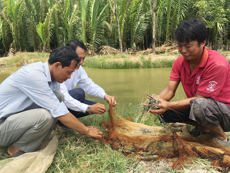 Nước mặn đã ảnh hưởng đến nuôi tôm càng xanh trên địa bàn huyện Thạnh Phú.