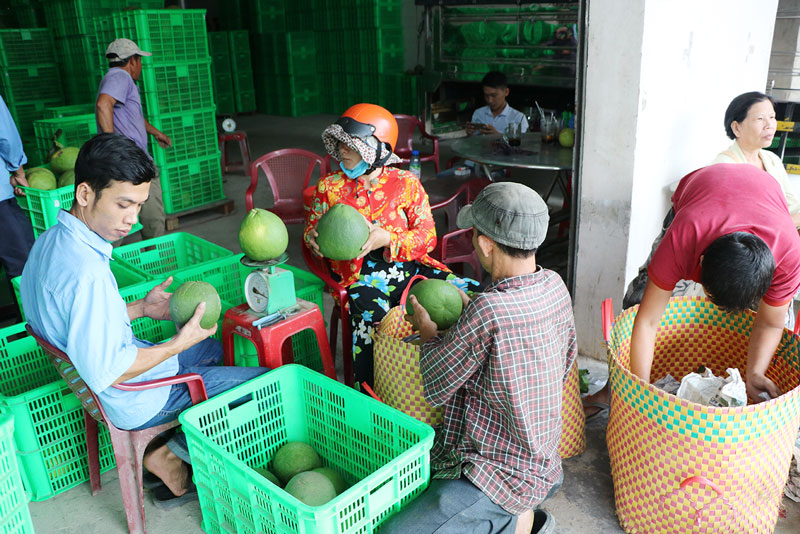 Các doanh nghiệp xuất khẩu nông sản cũng gặp nhiều khó khăn do tác động của dịch Covid-19. Ảnh: Thạch Thảo