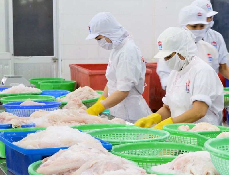 Công ty cổ phần Thủy sản Hải Hương, Khu công nghiệp An Hiệp, huyện Châu Thành chế biến cá xuất khẩu.