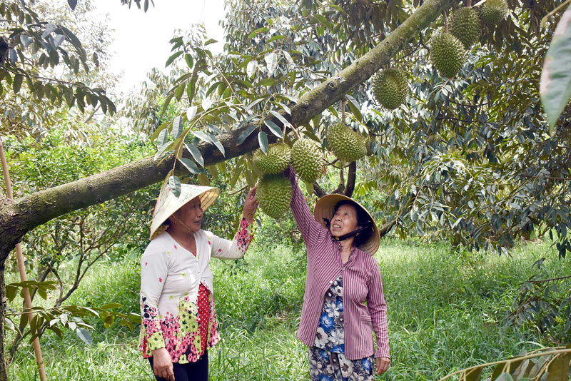 Vườn sầu riêng Tổ hợp tác trồng sầu riêng VietGAP của phụ nữ Tân Phú vẫn đủ sức cho trái thu hoạch trong mùa hạn mặn.