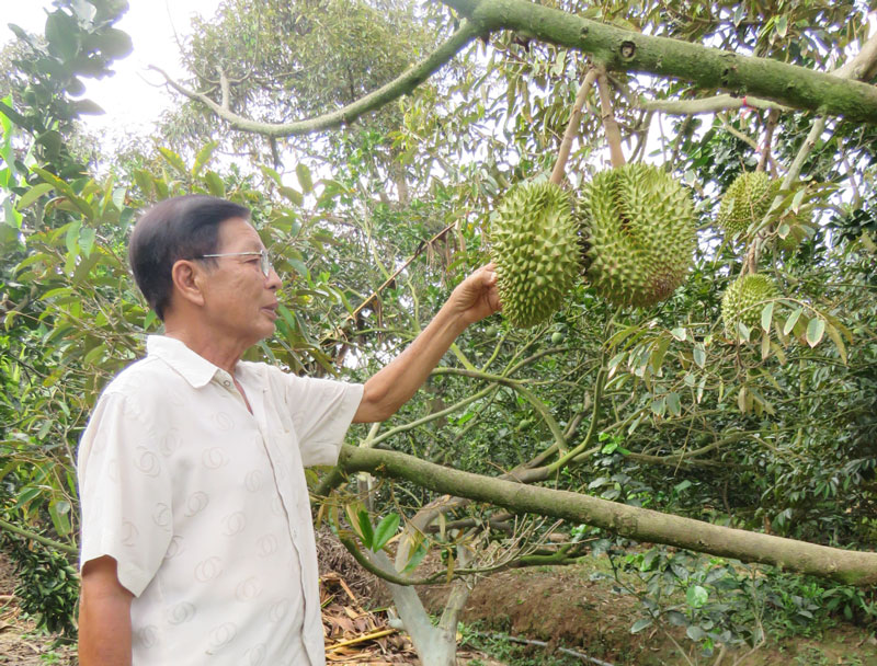 Người dân Tân Phú khai thác lợi thế phát triển diện tích trồng cây ăn trái.