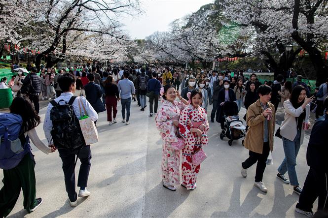 Du khách ngắm hoa anh đào nở rộ tại Tokyo, Nhật Bản, ngày 22-3-2020. Ảnh: AFP/TTXVN