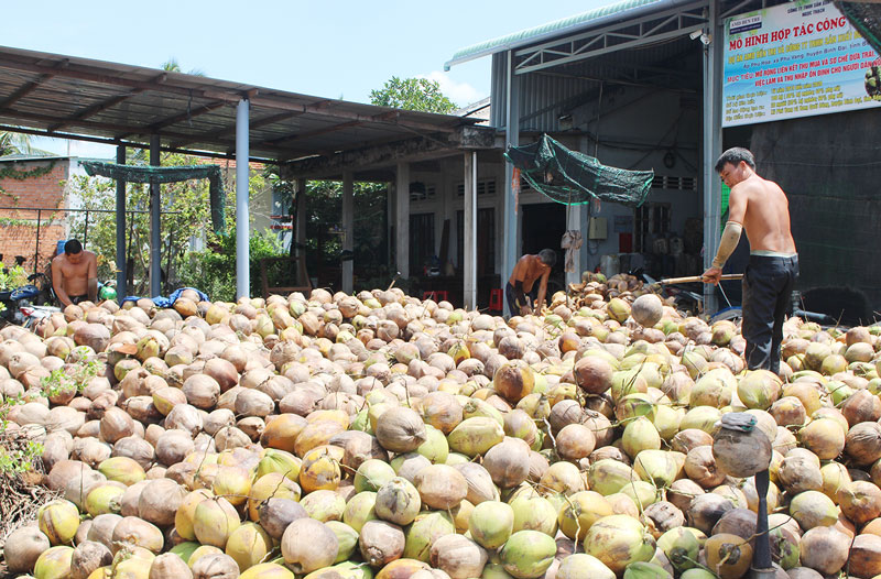 Cây dừa Phú Vang đạt sản lượng hơn 5 triệu trái/năm được các cơ sở thu mua sơ chế.