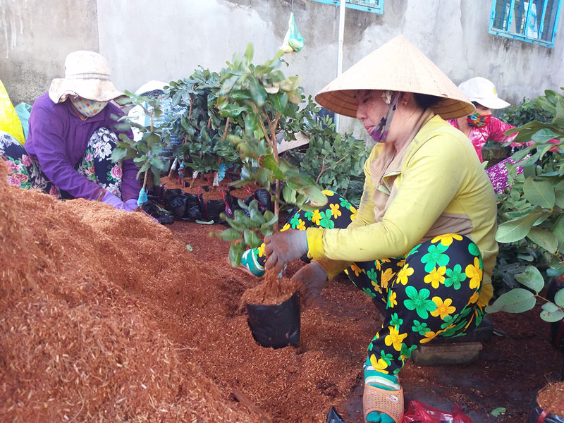 Sơn Định quyết tâm củng cố chất lượng mô hình liên kết, hợp tác sản xuất nông sản để phát triển kinh tế.