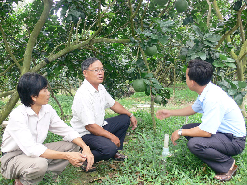 Trao đổi kinh nghiệm trồng bưởi da xanh ở Quới Sơn (Châu Thành). ảnh: H. Hiệp