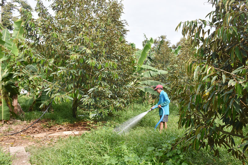 Vườn sầu riêng ấp Hàm Luông, xã Tân Phú, huyện Châu Thành. Ảnh: C.Trúc