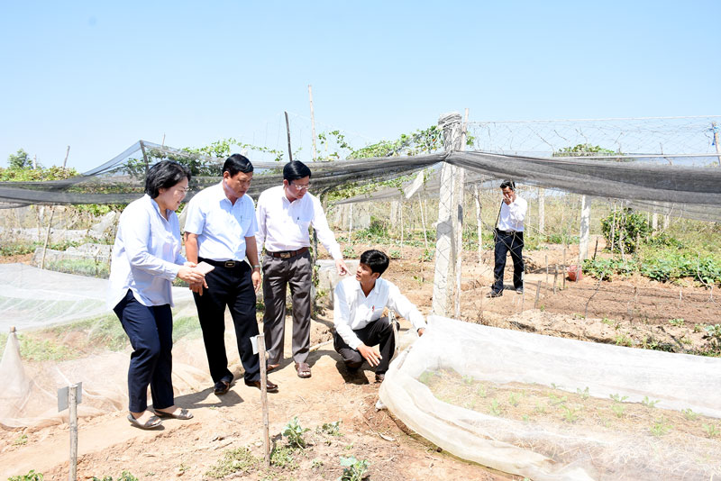 Sản xuất rau theo tiêu chuẩn hữu cơ tại huyện Ba Tri.