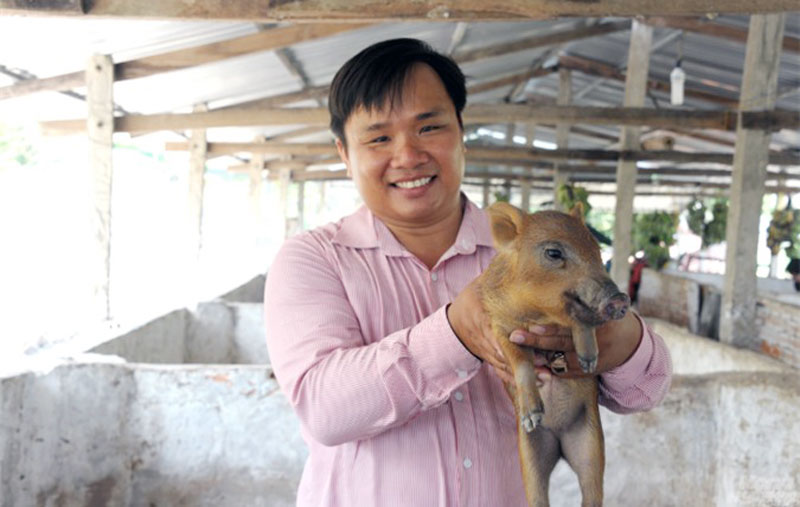 Đoàn Phan Dinh cẩn thận chăm sóc đàn heo.