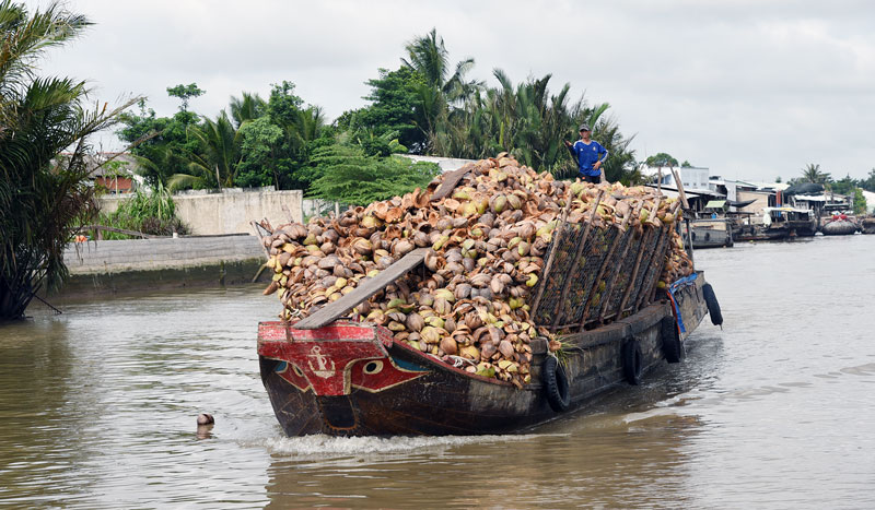 Hoạt động vận chuyển, mua bán dừa trên sông Thom là điểm nhấn hấp dẫn khi du lịch Mỏ Cày Nam. Ảnh: Thanh Đồng