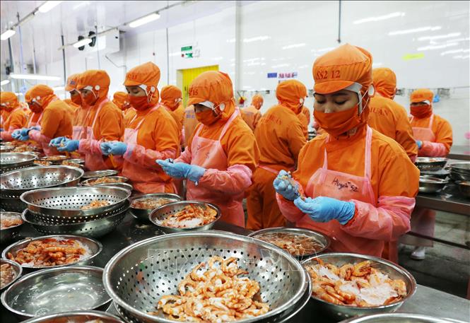 Đề xuất thi tốt nghiệp THPT thành 2 đợt; khoanh xử lý dịch COVID-19; xuất siêu đạt 6,5 tỷ USD Chế biến tôm xuất khẩu tôm của Công ty TNHH Thông Thuận-Chi nhánh Ninh Thuận. Ảnh: Công Thử