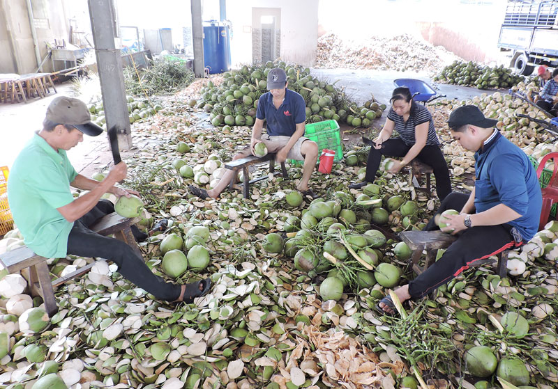 Sơ chế dừa tại Công ty TNHH XNK trái cây Mê Kông, xã Hữu Định, huyện Châu Thành. 