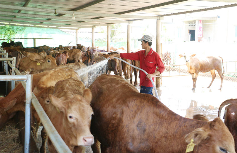 Chăn nuôi bò là mô hình giúp nhiều hộ nghèo thoát nghèo bền vững. Ảnh: Thu Hiền