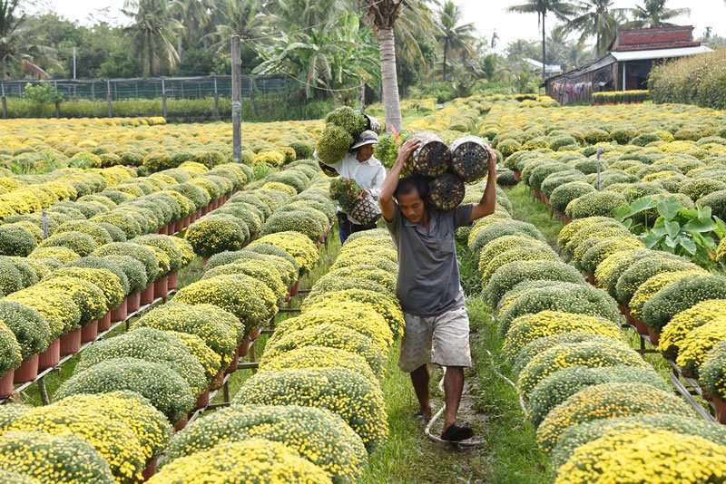 Sản xuất hoa kiểng, cây giống là kinh tế chính của lao động nông thôn ở huyện Chợ Lách. Ảnh: Hoàng Trung