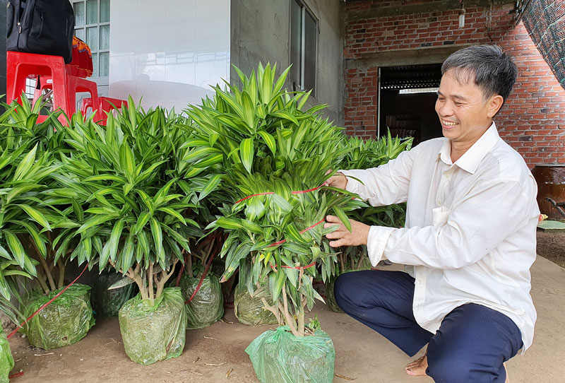 Chợ Lách nỗ lực giảm nghèo, nâng cao đời sống người dân Anh Cao Văn Cương ở ấp Phú Quới, xã Vĩnh Hòa sản xuất kiểng lá, thoát nghèo bền vững.