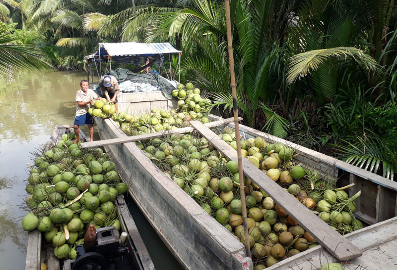 Thu hoạch dừa ở Châu Hòa: Ảnh Kim Phụng