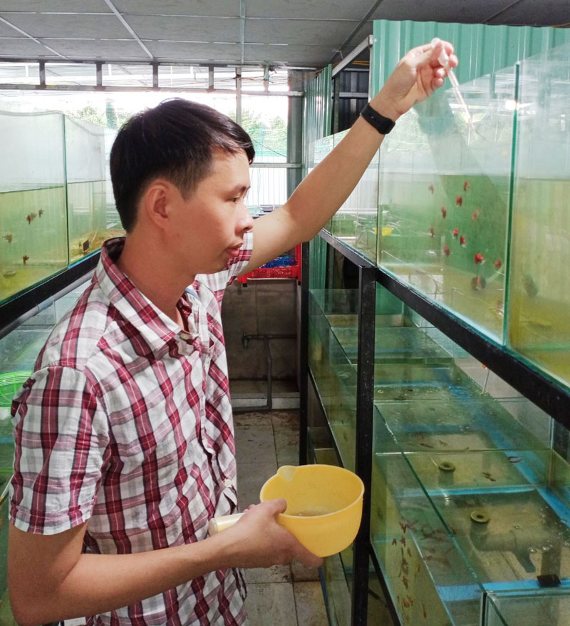 Khám phá hơn 81 về mô hình hồ cá mini mới nhất  Tin học Đông Hòa