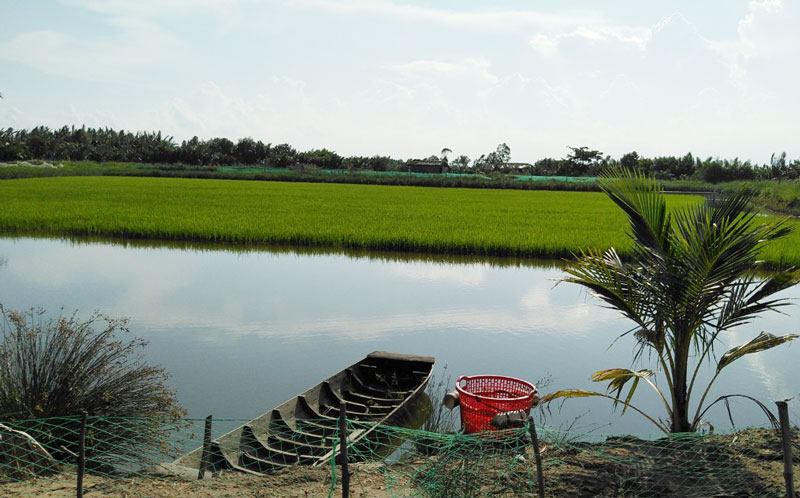 Cà Mau đẩy mạnh trồng lúa hữu cơ để nuôi tôm sinh thái
