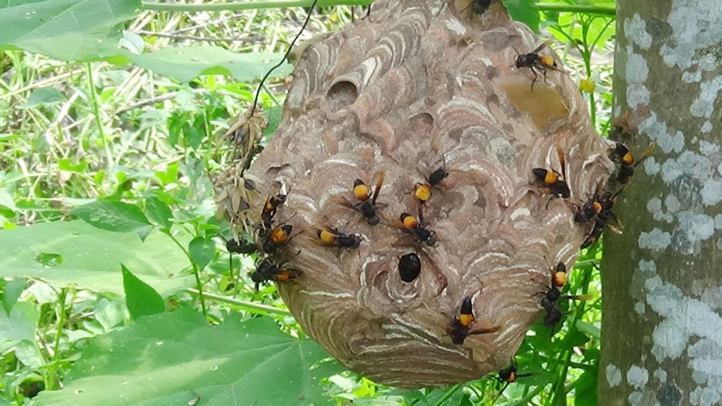 Ong chích: Hãy xem hình ảnh này để tìm hiểu cách sơ cứu khi bị ong chích và cách tránh những con ong độc ác trong quá trình đi rừng.