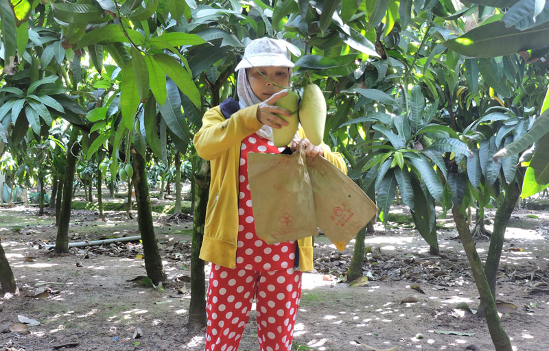 Phụ nữ phát triển kinh tế, góp phần xây dựng nông thôn mới Vườn xoài organic của chị Huỳnh Thị Hiếu.