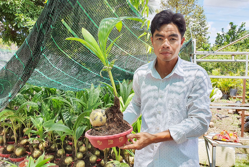 Anh Bùi Văn Ngưng (xã Sơn Định, huyện Chợ Lách) với sản phẩm bonsai dừa.