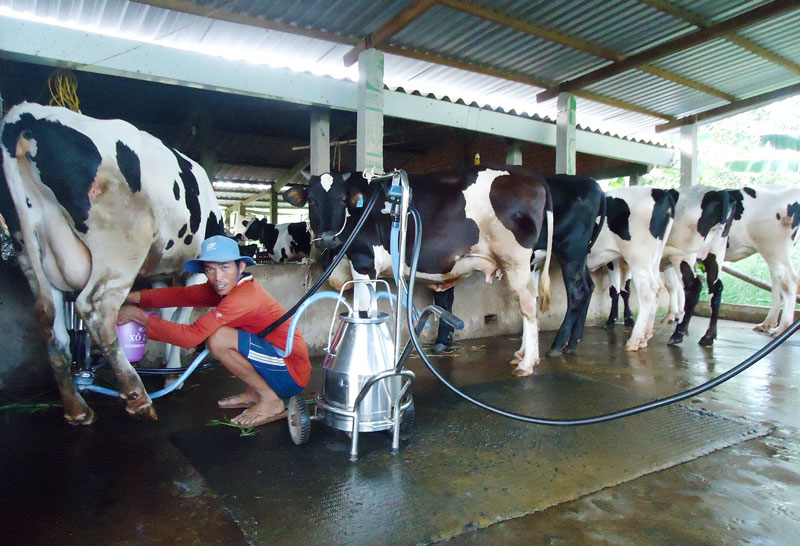 Phát huy vai trò đoàn thể trong xây dựng nông thôn mới Xã đang phát triển mô hình nuôi bò sữa.