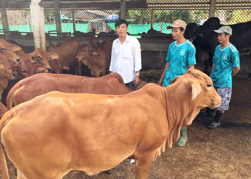 Dự án bò sữa phát triển, người nuôi có thu nhập khá.