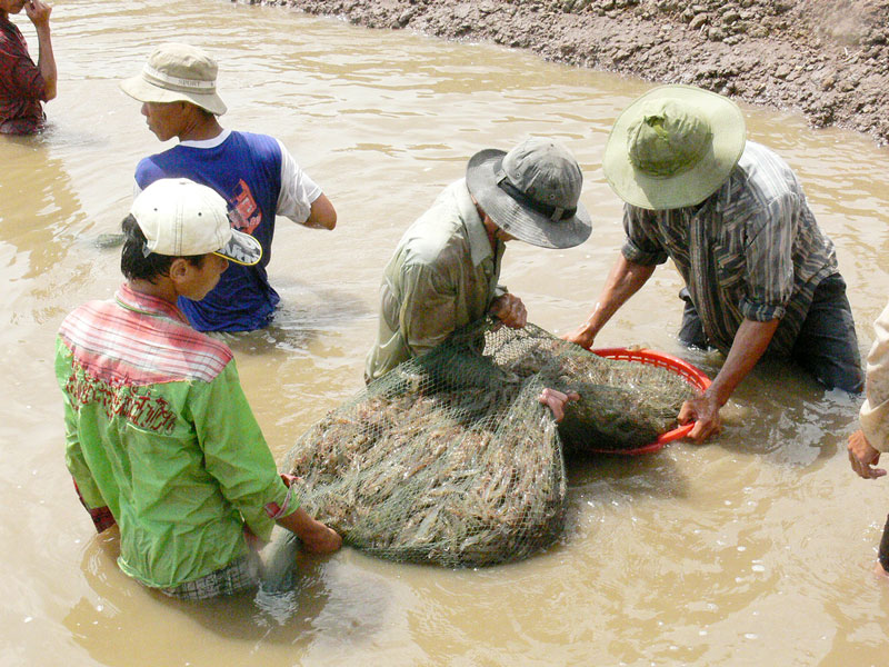 Thu hoạch tôm công nghiệp ở Ba Tri. Ảnh: Hữu Hiệp