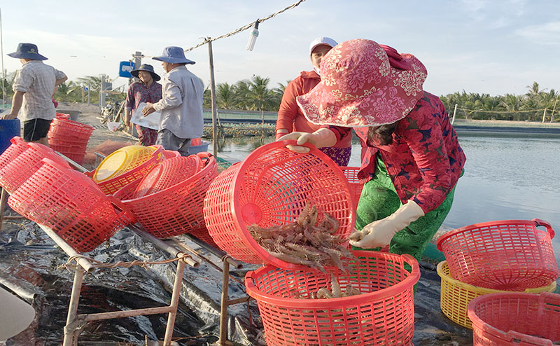 Thu hoạch tôm thẻ chân trắng ở huyện Bình Đại. Ảnh: Hoàng Trung