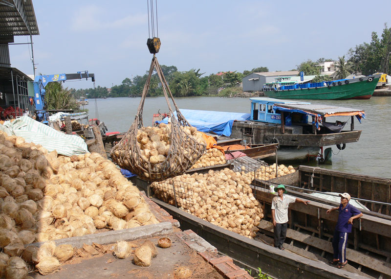  Nguồn nguyên liệu dừa hữu cơ của Hợp tác xã cung cấp cho Công ty TNHH chế biến dừa Lương Quới. Ảnh: T. Huyền