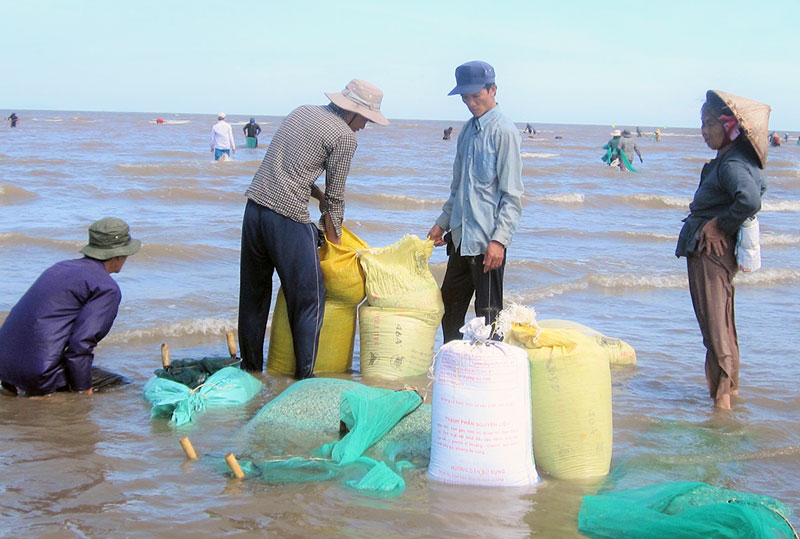 Khai thác nghêu giống tại xã Thừa Đức.