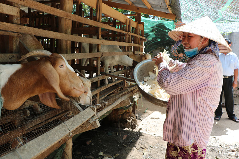 Nỗ lực giảm nghèo bền vững giai đoạn 2016 - 2020 Mô hình chăn nuôi dê giúp nhiều hộ nghèo thoát nghèo.