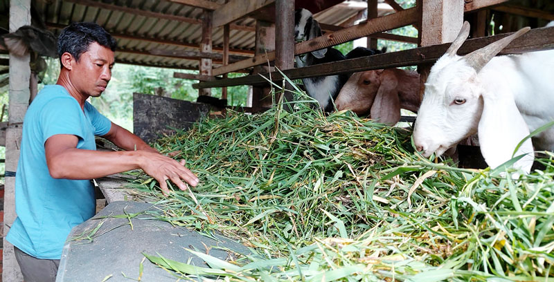 Giồng Trôm hoàn thành xuất sắc Đề án sinh kế thoát nghèo Anh Trương Huyền, ấp Phong Điền, xã Lương Hòa đã thoát nghèo bền vững nhờ tham gia Đề án sinh kế của xã.