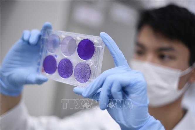 WHO xây dựng cơ chế bảo hiểm rủi ro do vaccine ngừa COVID-19 Nghiên cứu vaccine phòng COVID-19 tại Belo Horizonte, bang Minas Gerais, Brazil, ngày 26-3-2020. Ảnh: AFP/TTXVN