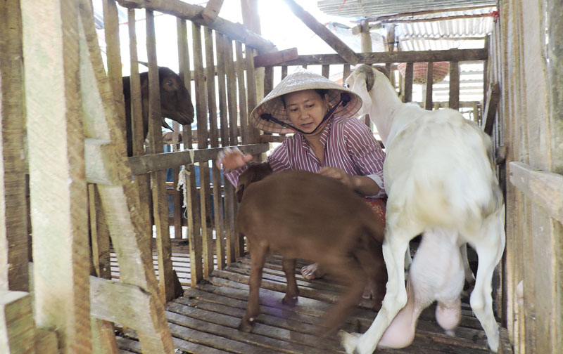 Chị Nguyễn Thị Thanh Tuyền ổn định kinh tế nhờ mô hình nuôi dê.