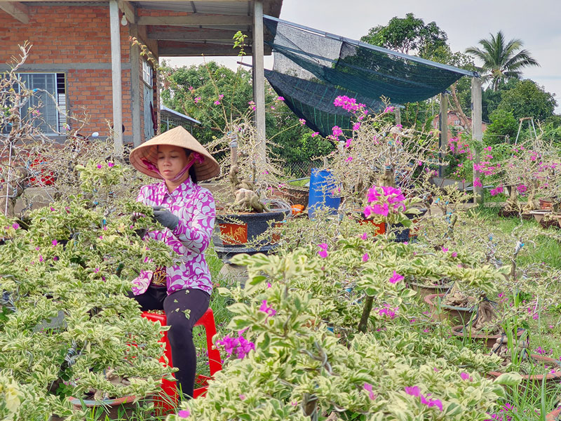 Nhà vườn làm hoa giấy ở ấp Lân Đông, xã Phú Sơn. 