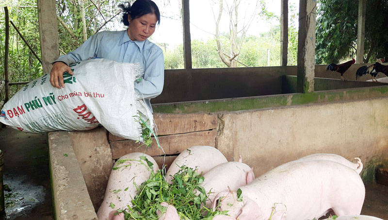 “Tiếp sức nhà nông” phát triển kinh tế gia đình Cô Lê Hồng Hớn bổ sung thêm bữa ăn cho heo. Ảnh: Lê Đệ