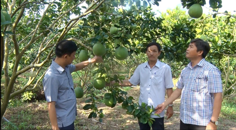Hội Nông dân TP. Bến Tre triển khai nhiệm vụ năm 2021 Mô hình sản xuất bưởi da xanh hiệu quả tại Nhơn Thạnh. Ảnh: H.Quốc