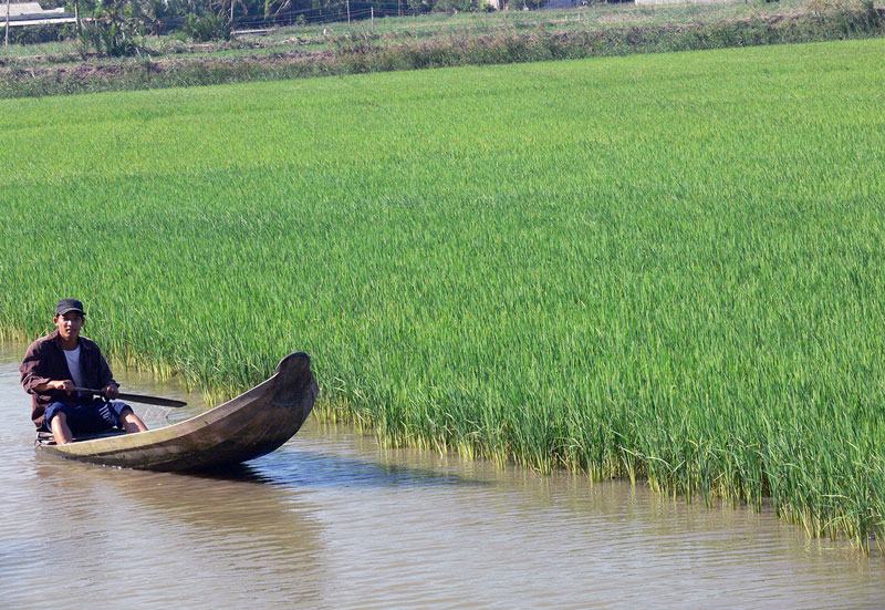 Nuôi tôm càng xanh trên ruộng lúa ở xã Mỹ An, huyện Thạnh Phú.