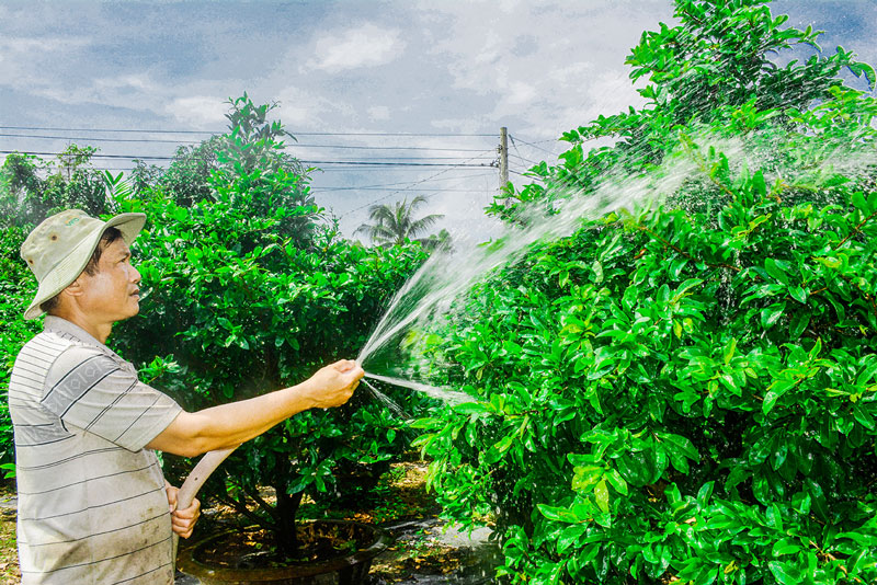 Ông Trần Văn Kha - Chi hội trưởng Chi hội nghề nghiệp mai vàng Phú Hội chăm sóc mai vàng phục vụ thị trường Tết.