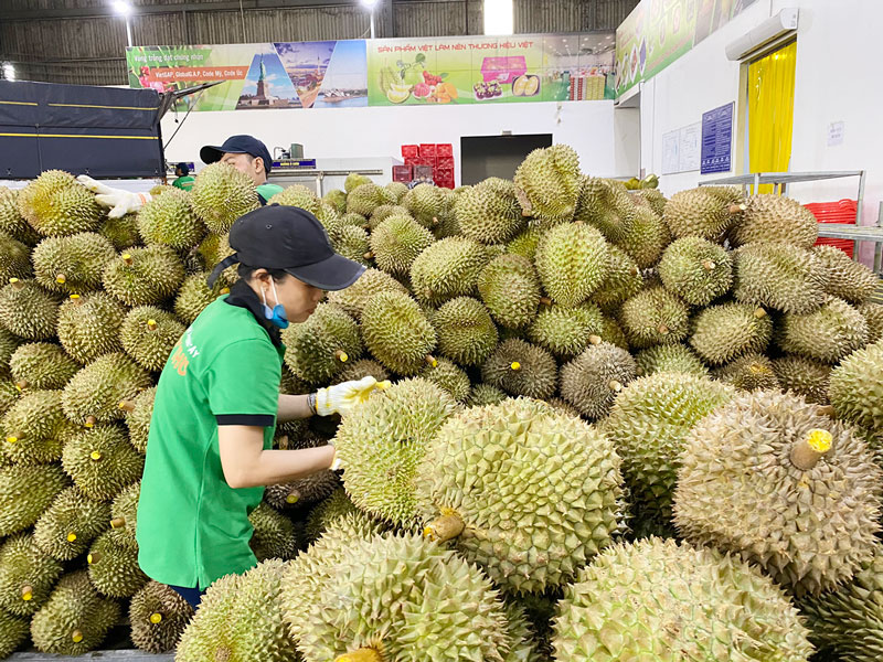 Ngân hàng quan tâm hỗ trợ doanh nghiệp tham gia vào phát triển các chuỗi nông sản của tỉnh.